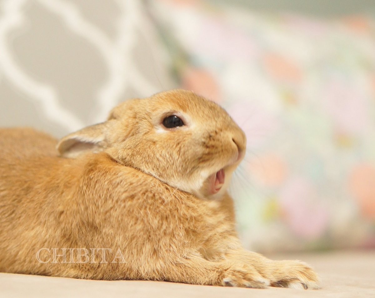 兔耳穿過「內褲洞洞」超可愛，網友讚：變態裡的一股清流！（圖／twitter@piccolocibi）