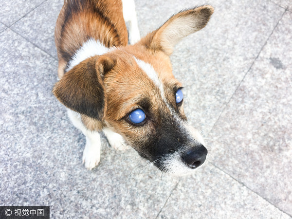 ▲▼浙江紹興上虞區一鄉鎮上，有一隻藍眼睛流浪狗，原來牠罹患青光眼。（圖／CFP）