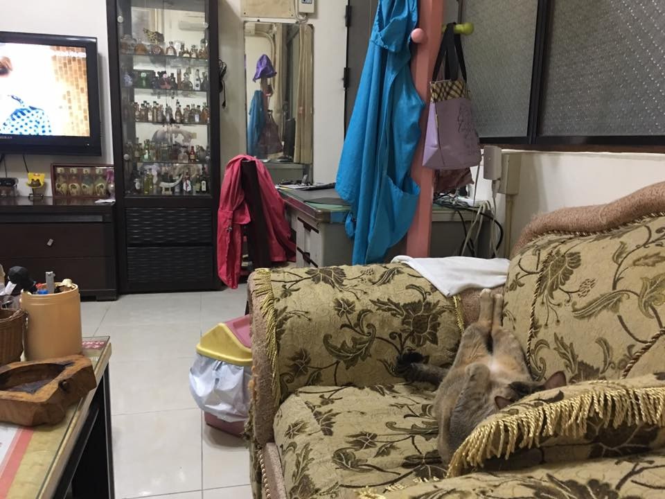 懶得再裝貓了...舞麥一放鬆就洩漏真身 直接翹腳看電視(圖/舞麥媽授權提供)