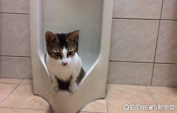 貓咪歐巴用馬桶上廁所。（圖／法鬥毛孩子（火先生，mo小姐）vs四寶提供）