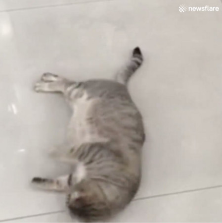 喵星人电影免费完整版 d2798868.jpg