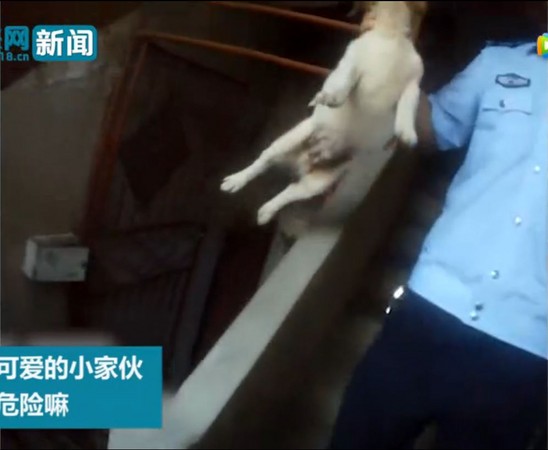 ▲▼安徽省淮北市警方接到「惡犬」通知，結果是一隻半臂長幼犬。（圖／翻攝自《未來網》）