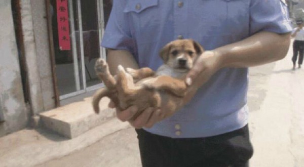 ▲▼安徽省淮北市警方接到「惡犬」通知，結果是一隻半臂長幼犬。（圖／翻攝自《未來網》）