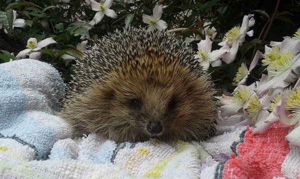 ▲▼艾莉希望大家能對刺蝟更友善。（圖／翻攝自臉書／Pricklebums Hedgehog Rescue）