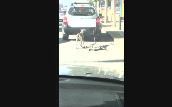 ▲▼休旅車拖行2犬凌虐？大連飼主：我愛狗這是訓練。（圖／翻攝自《半導晨報》）