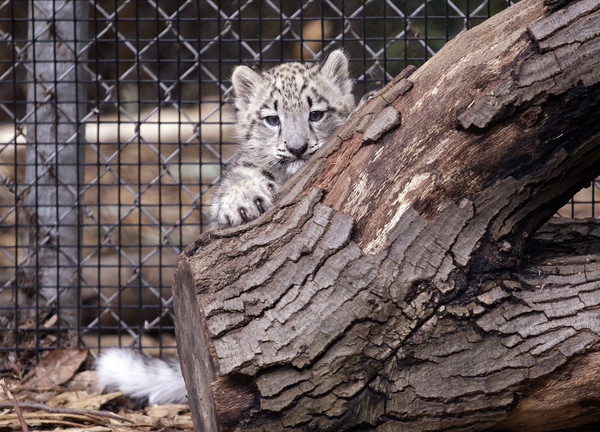 ▲▼ 雪豹寶寶Aibek19日在西雅圖林地公園動物園（Woodland Park Zoo）首次公開亮相。（圖／美聯社）