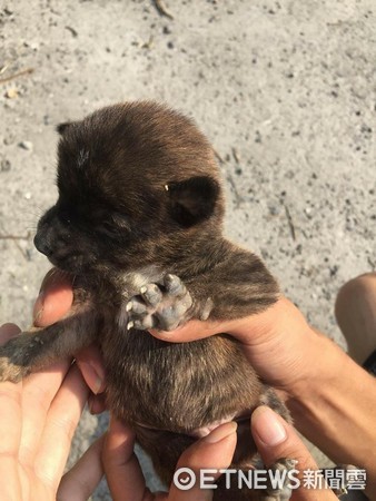 ▲「家裡母狗生一堆！」阿伯紙箱裝9隻小虎斑　丟大水溝想淹死。（圖／網友Chiu Ting Yi提供，請勿隨意翻拍，以免侵權。）