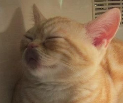 ▲來個安全之吻吧！貓咪臉貼玻璃睡著　「吸盤嘴」太萌啦♥。（圖／翻攝自推特／tatuya01）