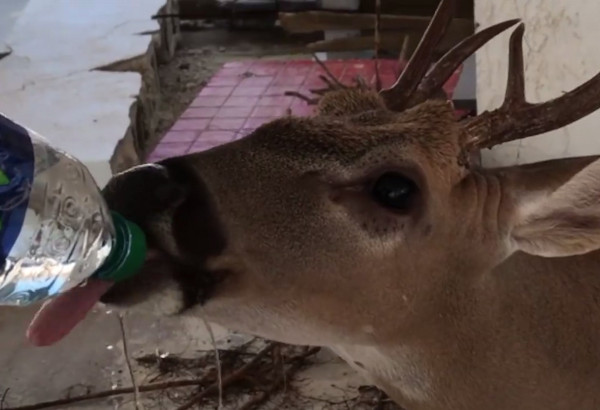 鹿灌了4瓶水。（圖／翻攝自Monroe County BOCC）