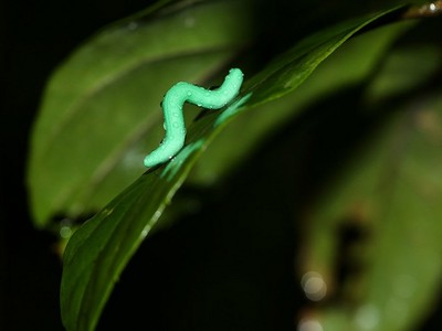 科學家好奇偷放「野生哇沙米蟲」　隔天→發現被咬好幾口