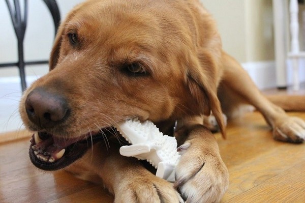 為什麼狗狗總是愛咬玩具（圖／大檸檬配圖）