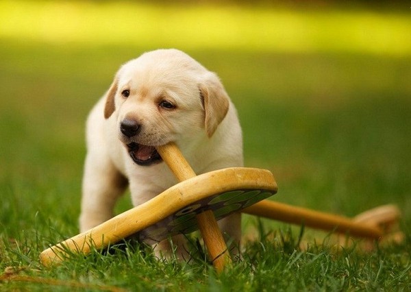 為什麼狗狗總是愛咬玩具（圖／大檸檬配圖）
