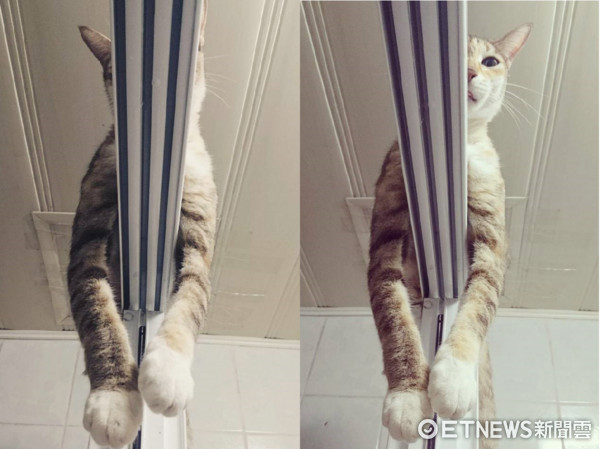 貓咪「襪子」趴浴室拉門門框上，偷看奴才洗澡。（圖／網友Ray Wu授權。）