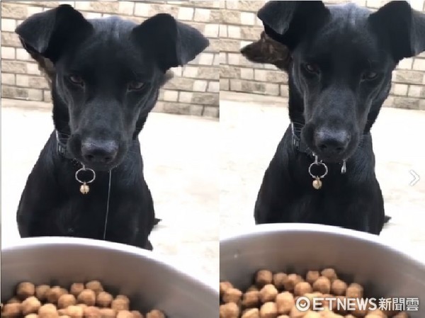 ▲好想吃喔...黑狗「小乖」正經臉盯著飼料，嘴巴水龍頭卻忘了關！（圖／網友羅巧君提供，請勿隨意翻拍，以免侵權。）