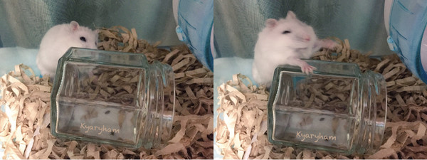 倉鼠倒玻璃瓶裡，躺好躺滿「融化」。（圖／翻攝自Twitter@2mochikotaro。）