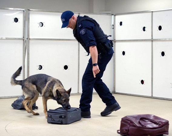 加拿大警犬訓練。（圖／翻攝自Royal Canadian Mounted Police in Alberta）