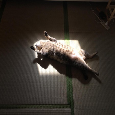 虎斑貓「こんぶ（Konbu）」躺兩顆抱枕，仰天露肚「睡到並軌」。（圖／翻攝自Instagram@taruchoro。）