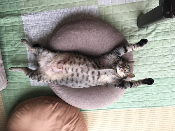 虎斑貓「こんぶ（Konbu）」躺兩顆抱枕，仰天露肚「睡到並軌」。（圖／翻攝自Instagram@taruchoro。）
