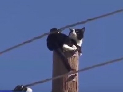 貓咪卡電線杆頂端警察急救援　尷尬了牠本喵沒想下來欸