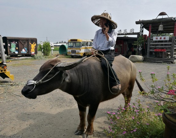 頂菜園發展協會理事長陳明惠買下一頭耕田水牛，取名「中秋」