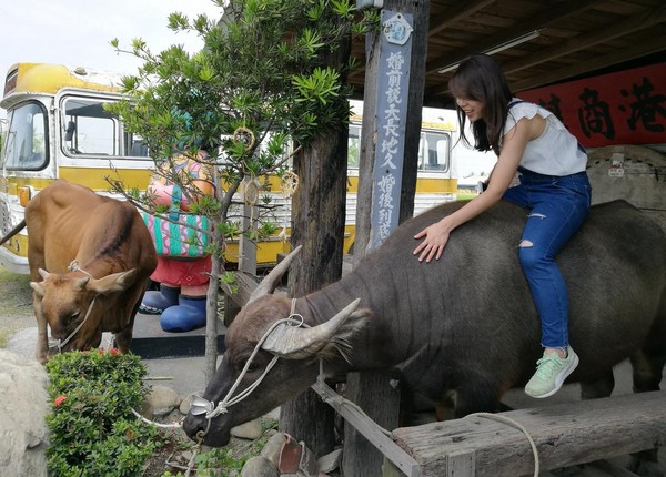 遊客體驗坐上牛背的奇妙感受。