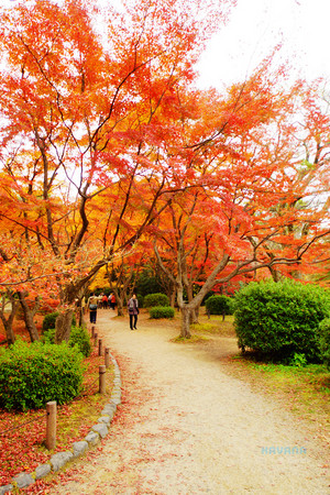 ▲京都府立植物園。（圖／卡瓦納提供）