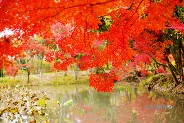 ▲京都府立植物園。（圖／卡瓦納提供）