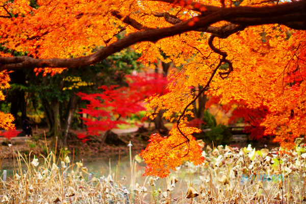 ▲京都府立植物園。（圖／卡瓦納提供）