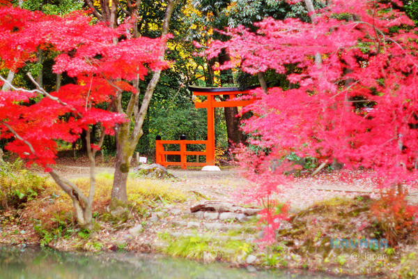 ▲京都府立植物園。（圖／卡瓦納提供）