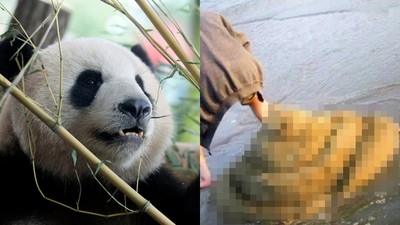 「熊貓吃屎」網友也想吃　掀開鍋蓋...原來是媽媽味料理