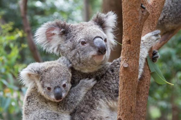 ▲前進東澳與可愛動物們愛的抱抱。（圖／上順旅遊提供）