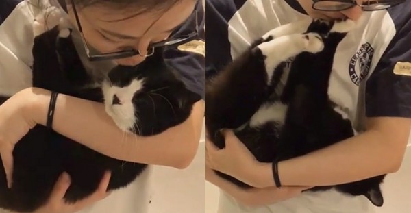 ▲▼喵星人不想被奴才親親 用雙手雙腳抵住嘴試圖想掙脫。(圖/取自Instagram hana__kitty)