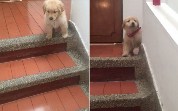 膽小阿金學走路,暖爸大手給勇氣。(圖/翻攝自Instagram@draco_goldendog)