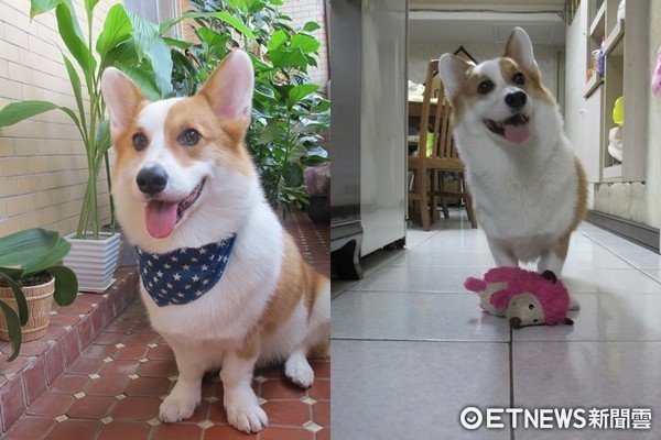 日本柴夫妻檔cosplay慶中秋。(圖/翻攝自Twitter@C_S0325)