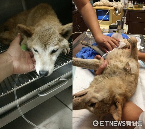 ▲▼繁殖場棄養?柴妹卡水溝4天 脫困後癱在地上「抽蓄」。(圖/網友艾莉提供)