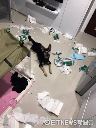 ▲▼原來是藝術家!米克斯趁大家不在做了作品要送馬麻(圖/網友Nishiki Yo)