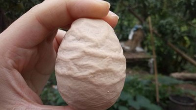 奇蹟醜蛋長得像石頭，專家鑑定：母雞產卵時被嚇到了啦！