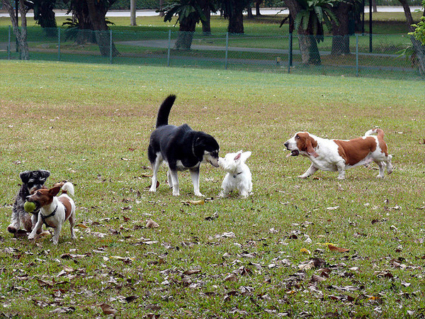 散步不只是運動,更能讓狗狗轉換心情!(圖/毛起來 MaoUp)