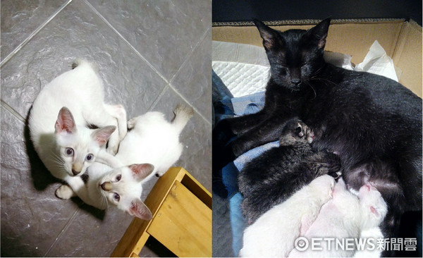 原本有2白貓...長大全變虎斑。（圖／網友Yee San授權，下同。）