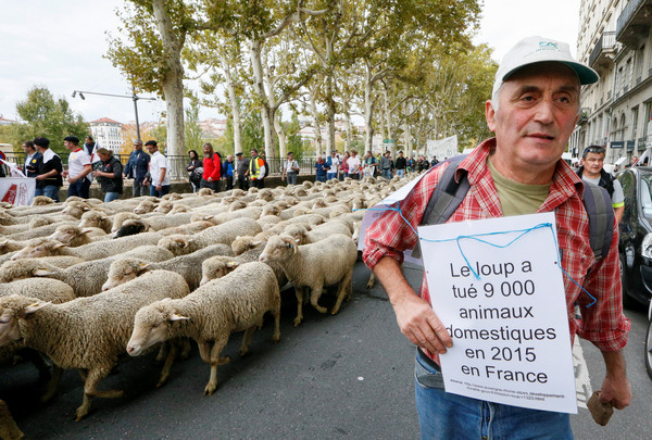 ▲不滿當局過度保護野狼，法國羊農與羊隻上街頭示威抗議。（圖／路透）