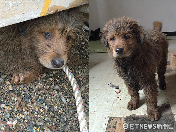 ▲米克斯犬「樂比」。（圖／網友卡比寶寶授權提供。）