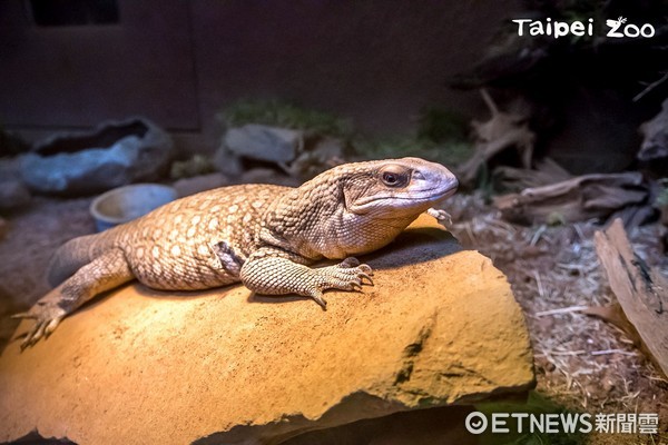 ▲冬暖夏涼日光浴好舒服 兩爬館照顧外溫動物有招。（圖／臺北市立動物園提供）