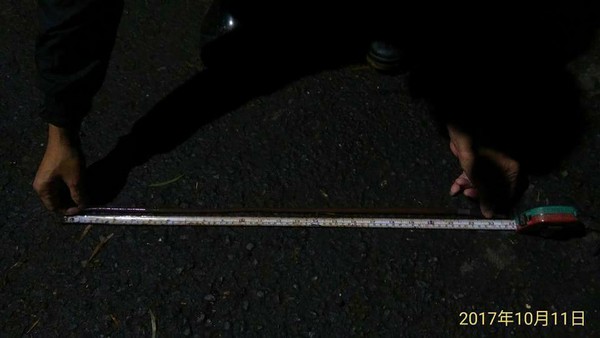 台南一名網友在大雨過後發現一隻73公分長的蚯蚓。（圖／翻攝自爆料公社）