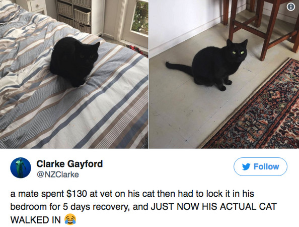 ▲▼他送貓看獸醫餵了5天藥然後發現那不是他的貓。（圖／翻攝自Twitter／@NZClarke）