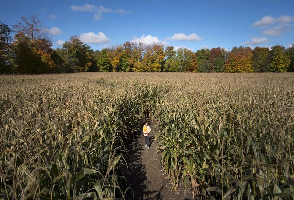 玉米田,玉米迷宮,Corn Maze （圖／達志影像／美聯社）