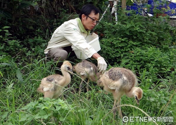 灰頸冠鶴、黑頸冠鶴。（圖／台北市立動物園提供）