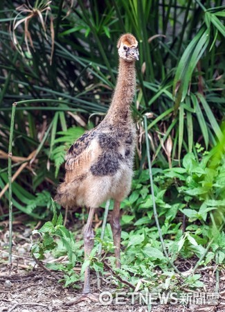 灰頸冠鶴、黑頸冠鶴。（圖／台北市立動物園提供）