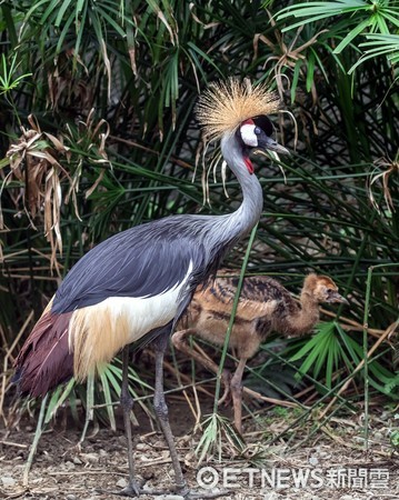 灰頸冠鶴、黑頸冠鶴。（圖／台北市立動物園提供）