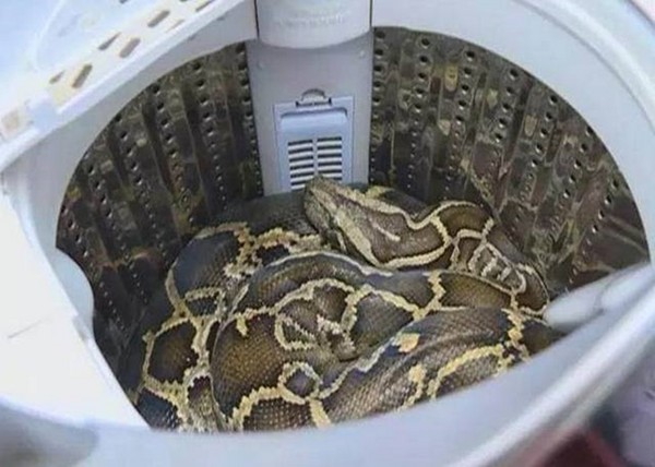 ▲▼廣東潮州一名婦人發現有蟒蛇睡在自家洗衣機裡。（圖／翻攝自新浪廣東微博）