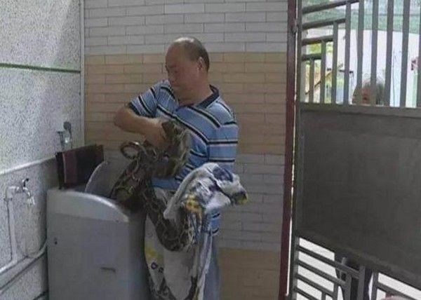 ▲▼廣東潮州一名婦人發現有蟒蛇睡在自家洗衣機裡。（圖／翻攝自新浪廣東微博）